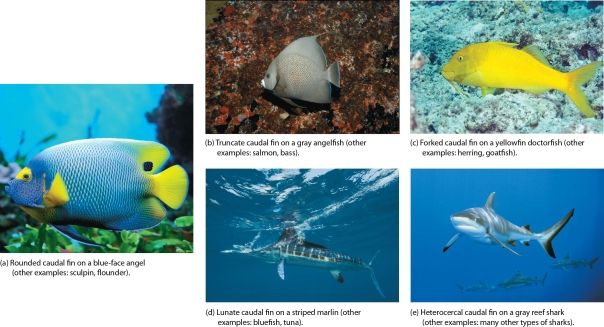   -Describe the most common tail fin modifications and discuss the swimming styles associated with each fin modification.