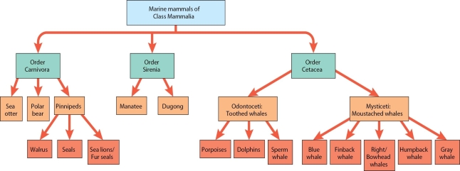   Briefly describe the taxonomic groups of marine mammals. List the characteristics of each group and name an organism that belongs to each taxonomic group.<div style=padding-top: 35px> 