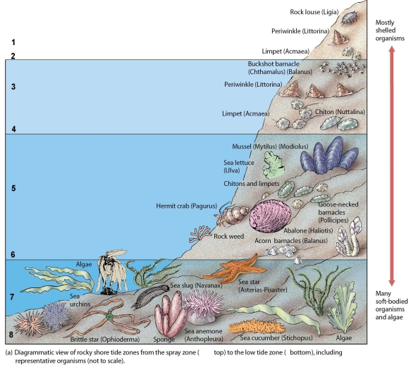 Refer to the figure below to answer the following question.    -Within the intertidal zone, the area that receives equal amounts of air exposure and water coverage is indicated by the number: A) 1)  B) 3)  C) 5)  D) 6)  E) 7) 