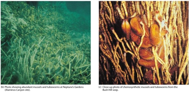 <strong> These organisms are inhabitants of a/an:</strong> A)active subduction zone. B)cold seep. C)hypersaline seep. D)hydrocarbon seep. E)hydrothermal vent.