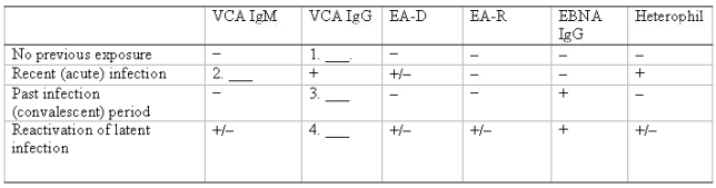 Fill in the blanks in the table. 1.No previous exposure  A)Viral capsid antigen (VCA)IgG-negative (-) B)VCA IgG positive (+) 2.Recent (acute)infection A)VCA IgM-negative (-) B)VCA IgM-positive (+) 3.Past infection (convalescent)period A)VCA IgG-negative (-) B)VCA IgG-positive (+) 4.Reactivation of latent infection A)VCA IgG-negative (-) B)VCA IgG positive (+) Characteristic Antibody Formation in Infectious Mononucleosis    
