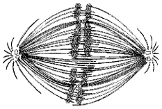   Figure 9.2 -If the cell whose nuclear material is shown in Figure 9.2 continues toward completion of mitosis, which of the following events would occur next? A)  cell membrane synthesis B)  spindle fiber formation C)  nuclear envelope breakdown D)  formation of telophase nuclei E)  synthesis of chromatids