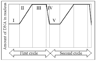 The following questions are based on Figure 9.3.    Figure 9.3 -Which number represents DNA synthesis? A)  I B)  II C)  III D)  IV E)  V