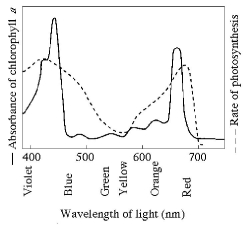   Figure 8.1 -Figure 8.1 shows the absorption spectrum for chlorophyll a and the action spectrum for photosynthesis. Why are they different? A)  Green and yellow wavelengths inhibit the absorption of red and blue wavelengths. B)  Bright sunlight destroys photosynthetic pigments. C)  Oxygen given off during photosynthesis interferes with the absorption of light. D)  Other pigments absorb light in addition to chlorophyll a. E)  Aerobic bacteria take up oxygen, which changes the measurement of the rate of photosynthesis.