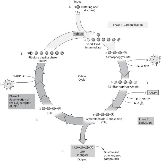Use Figure 8.2 and the compounds labeled A, B, C, D, and E to answer the following questions.    Figure 8.2 -To identify the molecule that accepts CO2, Calvin and Benson manipulated the carbon-fixation cycle by either cutting off CO2 or cutting off light from cultures of photosynthetic algae. They then measured the concentrations of various metabolites immediately following the manipulation. How would these experiments help identify the CO2 acceptor? Study Figure 8.2 to help you in determining the correct answer. A)  The CO2 acceptor concentration would decrease when either the CO2 or light is cut off. B)  The CO2 acceptor concentration would increase when either the CO2 or light is cut off. C)  The CO2 acceptor concentration would increase when the CO2 is cut off, but decrease when the light is cut off. D)  The CO2 acceptor concentration would decrease when the CO2 is cut off, but increase when the light is cut off. E)  The CO2 acceptor concentration would stay the same regardless of the CO2 or light. 