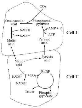   Figure 8.3 -Which of the following statements is true concerning Figure 8.3? A)  It represents cell processes involved in C4 photosynthesis. B)  It represents the type of cell structures found in CAM plants. C)  It represents an adaptation that maximizes photorespiration. D)  It represents a C3 photosynthetic system. E)  It represents a relationship between plant cells that photosynthesize and those that cannot.