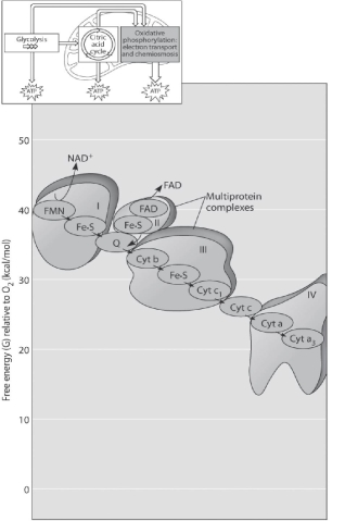   Figure 7.2 -Figure 7.2 shows the electron transport chain. Which of the following is the combination of substances that is initially added to the chain? A)  oxygen, carbon dioxide, and water B)  NAD+, FAD, and electrons C)  NADH, FADH2, and protons D)  NADH, FADH2, and O2 E)  oxygen and protons