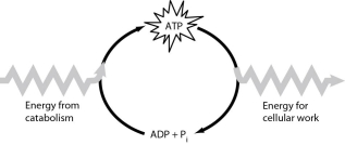   Figure 6.1 -How do cells use the ATP cycle shown in Figure 6.1? A)  Cells use the cycle to recycle ADP and phosphate. B)  Cells use the cycle to recycle energy released by ATP hydrolysis. C)  Cells use the cycle to recycle ADP, phosphate, and the energy released by ATP hydrolysis. D)  Cells use the cycle to generate or consume water molecules as needed. E)  Cells use the cycle primarily to generate heat.
