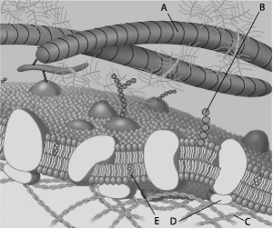  Figure 5.1 For the following questions, match the labeled component of the cell membrane in Figure 5.1 with its description. -Which component is a microfilament of the cytoskeleton? A)  A B)  B C)  C D)  D E)  E