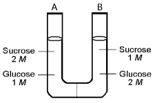   Figure 5.2 The solutions in the two arms of this U-tube are separated by a membrane that is permeable to water and glucose but not to sucrose. Side A is half-filled with a solution of 2 M sucrose and 1 M glucose. Side B is half-filled with 1 M sucrose and 2 M glucose. Initially, the liquid levels on both sides are equal. -After the system reaches equilibrium, what changes are observed? A)  The molarity of sucrose is higher than that of glucose on side A. B)  The molarity of glucose is higher in side A than in side B. C)  The water level is higher in side A than in side B. D)  The water level is unchanged. E)  The water level is higher in side B than in side A.