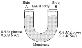   Figure 5.3 The solutions in the arms of a U-tube are separated at the bottom of the tube by a selectively permeable membrane. The membrane is permeable to sodium chloride but not to glucose. Side A is filled with a solution of 0.4 M glucose and 0.5 M sodium chloride (NaCl) , and side B is filled with a solution containing 0.8 M glucose and 0.4 M sodium chloride. Initially, the volume in both arms is the same. Refer to the figure to answer the following questions. -At the beginning of the experiment, side A A)  is hypertonic to side B. B)  is hypotonic to side B. C)  is isotonic to side B. D)  is hypertonic to side B with respect to glucose. E)  is hypotonic to side B with respect to sodium chloride. 