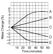   Figure 5.4 Five dialysis bags, constructed from a semipermeable membrane that is impermeable to sucrose, were filled with various concentrations of sucrose and then placed in separate beakers containing an initial concentration of 0.6 M sucrose solution. At 10-minute intervals, the bags were massed (weighed)  and the percent change in mass of each bag was graphed. -Which line in the graph represents the bag with the highest initial concentration of sucrose? A)  A B)  B C)  C D)  D E)  E