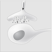   Figure 5.5 The following questions are based on Figure 5.5. -In Figure 5.5, the dots in the space between the two structures represent which of the following? A)  receptor molecules B)  signal transducers C)  neurotransmitters D)  hormones E)  pheromones