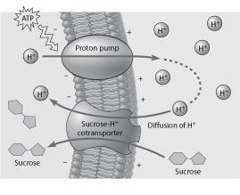 Use this description to answer the following question. A major group of G-protein-coupled receptors contains seven transmembrane α helices. The amino end of the protein lies at the exterior of the plasma membrane. Loops of amino acids connect the helices either at the exterior face or on the cytosol face of the membrane. The loop on the cytosol side between helices 5 and 6 is usually substantially longer than the others. -Based on the figure given below, which of these experimental treatments would increase the rate of sucrose transport into the cell?   A)  decreasing extracellular sucrose concentration B)  decreasing extracellular pH C)  decreasing cytoplasmic pH D)  adding an inhibitor that blocks regeneration of ATP E)  adding a substance that makes the membrane more permeable to hydrogen ions