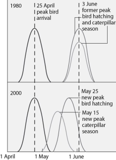 Use the graph in Figure 43.2 and the information provided in the paragraph below to answer the following questions. Flycatcher birds that migrate from Africa to Europe feed their nestlings a diet that is almost exclusively moth caterpillars. The graph in Figure 43.2 shows the mean dates of arrival, bird hatching, and peak caterpillar season for the years 1980 and 2000.    Figure 43.2 -The shift in the peak of caterpillar season is most likely due to A)  pesticide use. B)  earlier migration returns of flycatchers. C)  an innate change in the biological clock of the caterpillars. D)  global warming. E)  acid precipitation in Europe.
