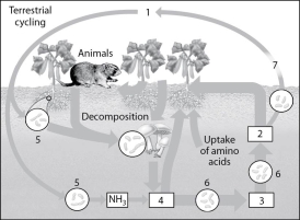   Figure 42.3 -In the diagram of the nitrogen cycle in Figure 42.3, which number represents nitrogen-fixing bacteria? A)  5 B)  6 C)  7