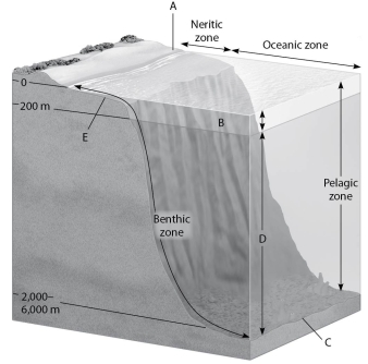 Figure 40.2 shows a generalized cross section of the marine environment with various zones labeled with letters. Choose the letter that best answers the question.    Figure 40.2 -Which zone produces the most global oxygen? A)  A B)  B C)  C D)  D E)  E