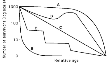 Use the survivorship curves in Figure 40.3 to answer the following questions.    Figure 40.3 -Which curve best describes survivorship in elephants? A)  A B)  B C)  C D)  D E)  E