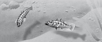   Figure 39.2 -In the territorial behavior of the stickleback fish, the red belly of one male that elicits attack from another male is functioning as a(n)  A)  pheromone. B)  sign stimulus. C)  fixed action pattern. D)  search image. E)  imprint stimulus.