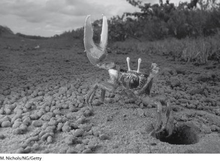   Figure 39.3 -The behavior of most animals is influenced by the periods of daylight and darkness in the environment. Fiddler crabs' courtship behaviors are instead synchronized by the 29 1/2-day cycle of the moon. What is the adaptive significance of using lunar cues? A)  The fiddler crab courtship ritual is highly visual, so individuals need the light of the full moon to be able to observe courtship displays. B)  Egg maturation in fiddler crab females takes 29 1/2 days. C)  By courting at the full and new moon, fiddler crabs link their reproduction to the times of the highest tides that disperse their larvae to safer, deeper waters. D)  The algae that larval fiddler crabs consume for energy and metabolism bloom on a monthly cycle, so recently hatched larvae have plenty to eat during a crucial time of their lives. E)  It takes about 29 days for a fiddler crab to reach sexual maturity.