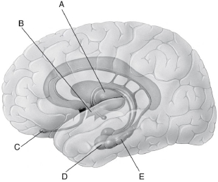 Refer to the illustration of the limbic system in Figure 38.1 to help answer the next few questions.    Figure 38.1 -In Figure 38.1, which letter points to the thalamus? A)  A B)  B C)  C D)  D E)  E