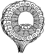   Figure 38.2 -The structure diagrammed in Figure 38.2 is the A)  neuromast. B)  statocyst. C)  taste bud. D)  ommatidium. E)  olfactory bulb.