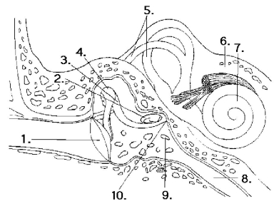 The next questions refer to the diagram of the ear in Figure 38.3.    Figure 38.3 -Vibrations of the tympanic membrane are transmitted to the oval window by the structures at which numbers? A)  1, 2, 3, and 4 B)  2, 3, and 4 C)  3 and 4 D)  4 E)  5