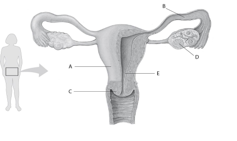 Refer to the following figure, which diagrams the reproductive anatomy of the human female, to answer the following questions.    Figure 36.1 -In Figure 36.1, which letter points to the oviduct? A)  A B)  B C)  C D)  D E)  E