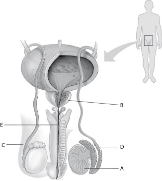 Refer to Figure 36.2, which diagrams the reproductive anatomy of the human male, to answer the following questions.    Figure 36.2 -In Figure 36.2, which letter points to the prostate gland? A)  A B)  B C)  C D)  D E)  E