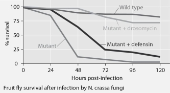 Mutant fruit flies that make only one antimicrobial peptide were tested for survival after infection with Neurospora crassa fungi or with Micrococcus luteus bacteria, and the results are shown in Figures 35.1 and 35.2.        Figure 35.1 Figure 35.2 -The results shown in the graphs in Figures 35.1 and 35.2 support the hypothesis that A)  adding the defensin gene to such mutants protects them from fungal infection. B)  adding the drosomycin gene to such mutants protects them from fungal infection. C)  wild-type flies with the full set of genes for antimicrobial peptides are highly susceptible to these infective agents. D)  the presence of any single antimicrobial peptide protects against both infective agents. E)  even the wild-type flies rarely, if ever, survive for 5 days.