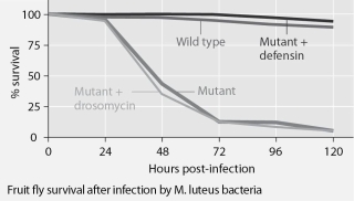 Mutant fruit flies that make only one antimicrobial peptide were tested for survival after infection with Neurospora crassa fungi or with Micrococcus luteus bacteria, and the results are shown in Figures 35.1 and 35.2.        Figure 35.1 Figure 35.2 -The results shown in the graphs in Figures 35.1 and 35.2 support the hypothesis that A)  adding the defensin gene to such mutants protects them from fungal infection. B)  adding the drosomycin gene to such mutants protects them from fungal infection. C)  wild-type flies with the full set of genes for antimicrobial peptides are highly susceptible to these infective agents. D)  the presence of any single antimicrobial peptide protects against both infective agents. E)  even the wild-type flies rarely, if ever, survive for 5 days.