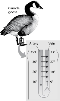   Figure 32.1 -The thin horizontal arrows in Figure 32.1 show that A)  the warmer arterial blood can bypass the legs as needed, when the legs are too cold to function well. B)  the warmer venous blood transfers heat to the cooler arterial blood. C)  the warmer arterial blood transfers heat to the cooler venous blood. D)  the arterial blood is always cooler in the abdomen, compared to the temperature of the venous blood in the feet of the goose. E)  the goose's legs get progressively warmer as the blood moves away from the abdomen to the feet.