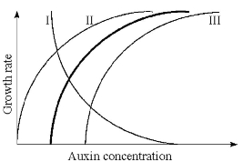   Figure 31.1 -The heavy line in Figure 31.1 illustrates the relationship between auxin concentration and cell growth in stem tissues. If the same range of concentrations were applied to lateral buds, what curve(s)  would probably be produced? A)  I B)  II C)  III D)  II or III E)  I or III