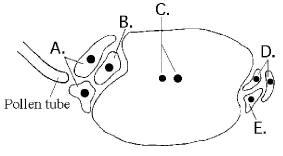 The following questions refer to the diagram of an embryo sac of an angiosperm shown in Figure 30.1.    Figure 30.1 -Based on Figure 30.1, which cell(s)  become(s)  the triploid endosperm? A)  A B)  B C)  C D)  D E)  E