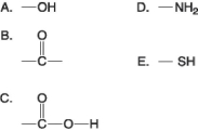   Figure 3.4 -Which of the groups shown in Figure 3.4 is a functional group that helps stabilize proteins by forming covalent cross-links within or between protein molecules? A)  A B)  B C)  C D)  D E)  E