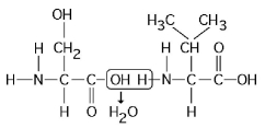   Figure 3.11 -Which of the following statements is true regarding the chemical reaction illustrated in Figure 3.11? A)  It is a hydrolysis reaction. B)  It results in a peptide bond. C)  It joins two fatty acids together. D)  It is a hydrolysis reaction and it results in a peptide bond. E)  It is a hydrolysis reaction, it results in a peptide bond, and it joins two fatty acids together.