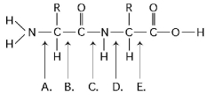 Refer to Figure 3.12 to answer the following questions.    Figure 3.12 -At which bond would water need to be added to achieve hydrolysis of the peptide, back to its component amino acids? A)  A B)  B C)  C D)  D E)  E