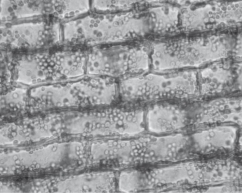   Figure 28.1 -Which of the following are true statements about the cells shown in the photograph in Figure 28.1? A)  They are parenchyma cells. B)  They are photosynthetic. C)  They are usually found in roots. D)  They are phloem cells. E)  They are parenchyma cells and photosynthetic.