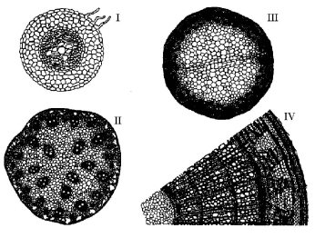 The following questions are based on the drawing of root or stem cross sections shown in Figure 28.2.    Figure 28.2 -A plant that is at least 3 years old is represented by A)  I only. B)  II only. C)  III only. D)  IV only. E)  both I and III.
