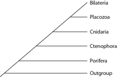 <strong>Placozoan evolutionary relationships to other animals are currently unclear, and different phylogenies can be created, depending on the character used to infer relatedness. Sponges have no tissues, but about 20 cell types. Tp (Trichoplax adhaerens) produces a neuropeptide almost identical to one found in cnidarians. The genome of Tp, although the smallest of any known animal, shares many features of complex eumetazoan (even human!) genomes. The next three questions refer to the phylogenetic trees that follow. I.   II.   III.   Which phylogeny has been created by emphasizing the structural simplicity of placozoans?</strong> A) I B) II C) III <div style=padding-top: 35px> 