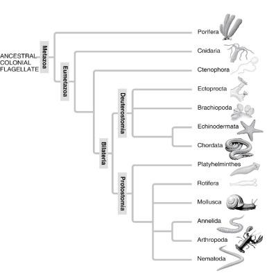   A: Morphological phylogeny.    B: Molecular phylogeny. -Which of the following is a point of conflict between the phylogenetic analyses presented in these two figures? A)  the relationship of taxa of segmented animals to taxa of nonsegmented animals B)  that sponges are basal animals C)  that chordates are deuterostomes D)  the monophyly of the bilaterians E)  the monophyly of the animal kingdom