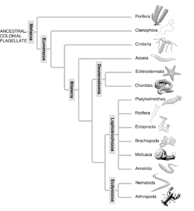   A: Morphological phylogeny.    B: Molecular phylogeny. -Which of the following is a point of conflict between the phylogenetic analyses presented in these two figures? A)  the relationship of taxa of segmented animals to taxa of nonsegmented animals B)  that sponges are basal animals C)  that chordates are deuterostomes D)  the monophyly of the bilaterians E)  the monophyly of the animal kingdom