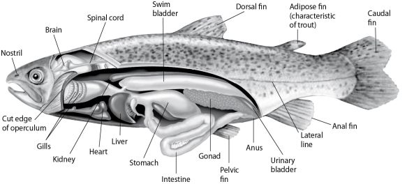   Figure 27.2 Fishes that have swim bladders can regulate their density and thus their buoyancy. There are two types of swim bladder: physostomus and physoclistus. The ancestral version is the physostomus version, in which the swim bladder is connected to the esophagus via a short tube (Figure 27.2) . The fish fills this version by swimming to the surface, taking gulps of air, and directing them into the swim bladder. Air is removed from this version by  belching.  The physoclistus version is more derived, and has lost its connection to the esophagus. Instead, gas enters and leaves the swim bladder via special circulatory mechanisms within the wall of the swim bladder. -Rank the following fish, from most to least, in terms of the amount of energy each must use to maintain its position (depth)  in the water column over the long term. 1. physoclistus fish 2)  physostomus fish 3)  chondrichthyan fish A)  1, 2, 3 B)  2, 3, 1 C)  2, 1, 3 D)  3, 1, 2 E)  3, 2, 1