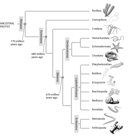 In the figure given below, the Deuterostomia clade is most closely related to which two main clades?   A)  Ctenophora and Cnidaria B)  Lophotrochozoa and Ecdysozoa C)  Cnidaria and Bilateria D)  Platyhelminthes and Rotifera E)  Echinodermata and Hemichordata