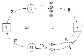 The following questions refer to the generalized life cycle for land plants shown in Figure 26.1. Each number within a circle or square represents a specific plant or plant part, and each number over an arrow represents either meiosis, mitosis, or fertilization.    Figure 26.1 -In Figure 26.1, the process labeled  6  involves A)  nuclear fission. B)  mitosis. C)  meiosis. D)  fertilization. E)  binary fission.
