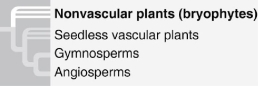   Figure 26.3 -What is true of the phylogenetic tree in Figure 26.3? 1. It depicts uncertainty about whether the bryophytes or the vascular plants evolved first. 2)  It is hypothetical. 3)  It includes polytomies. 4)  It shows that ferns (phylum Pterophyta)  are the closest living relatives to the seed plants. 5)  It indicates that seeds are a shared ancestral character of all vascular plants. A)  1 and 2 B)  2 and 3 C)  1, 2, and 3 D)  1, 2, and 4 E)  2, 3, and 5 