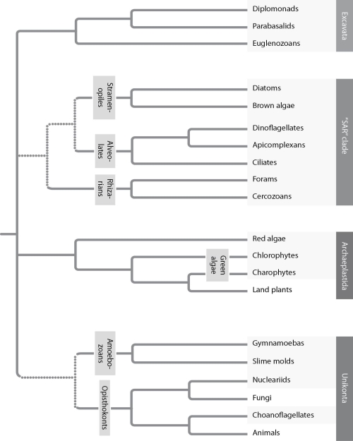 <strong>Based on the phylogenetic tree in the figure given below, which of the following statements is correct? </strong> A) The most recent common ancestor of Excavata is older than that of the SAR clade. B) The most recent common ancestor of the SAR clade is older than that of Unikonta. C) The most recent common ancestor of red algae and land plants is older than that of nucleariids and fungi. D) The most basal (first to diverge) eukaryotic supergroup cannot be determined. E) Excavata is the most basal eukaryotic supergroup.