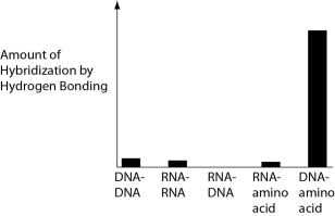 <strong>Several scientific laboratories across the globe are performing research concerning the origin of life on Earth. Given our current understanding of Earth's first genetic systems, which of the following results would you predict would be obtained in abiotic experiments testing the potential for hydrogen bonding between various nucleic acids and amino acids?</strong> A) B) C) D)