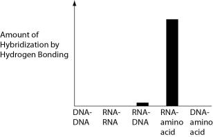 <strong>Several scientific laboratories across the globe are performing research concerning the origin of life on Earth. Given our current understanding of Earth's first genetic systems, which of the following results would you predict would be obtained in abiotic experiments testing the potential for hydrogen bonding between various nucleic acids and amino acids?</strong> A) B) C) D)