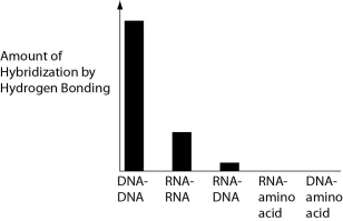 <strong>Several scientific laboratories across the globe are performing research concerning the origin of life on Earth. Given our current understanding of Earth's first genetic systems, which of the following results would you predict would be obtained in abiotic experiments testing the potential for hydrogen bonding between various nucleic acids and amino acids?</strong> A) B) C) D)